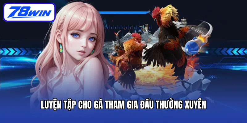 Luyện tập cho gà tham gia đấu thường xuyên